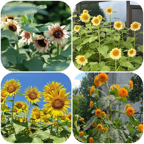 sonnenblume mehrjährig winterhart - stauden balkon gewächshäuser deko wohnzimmer 600samen