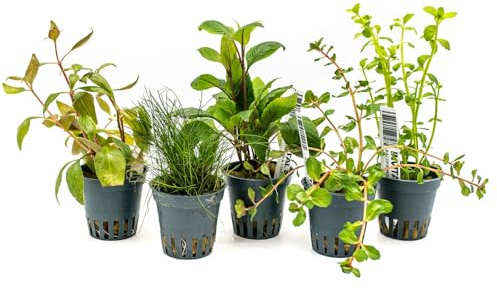 INVITAL Aquarium Pflanzen Set mit 5 pflegeleichten Aquarienpflanzen Ø 5,5 cm