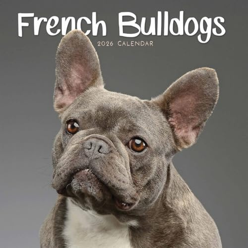 Karusell över hela världen, franska bulldoggar 2026 mini väggkalender