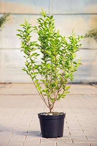 Ligustrum ovalifolium 40-60 cm – Winterhart, Mehrjährig, Pflegeleicht – Ovalblättriger Liguster – Heckenpflanze für Garten & Sichtschutz
