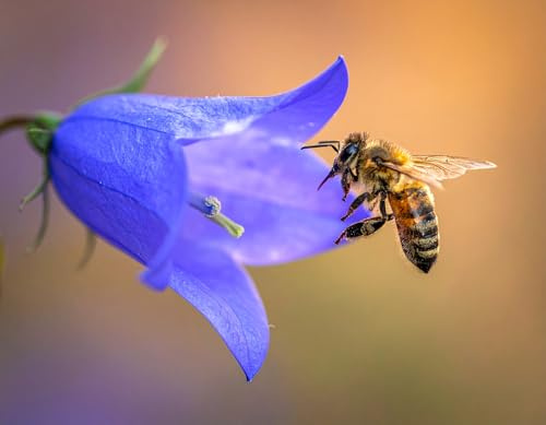 2.000 Blaue Glockenblumen Samen (Campanula) Saatgut heimische Staude Spezialpflanze für Wildbienen mehrjährig Naturwiese Blauglöckchen Glocken-Enzian Balkon Topf Kübel