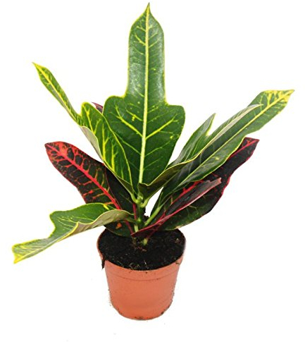 Exotenherz - Wunderstrauch - Croton var. - Codiaeum - 9cm Topf - Zimmerpflanze