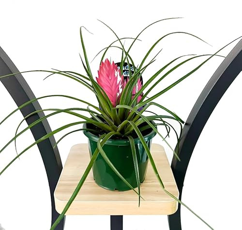 Tillandsia Cyanea Natural Planta de Interior con Flores Duraderas