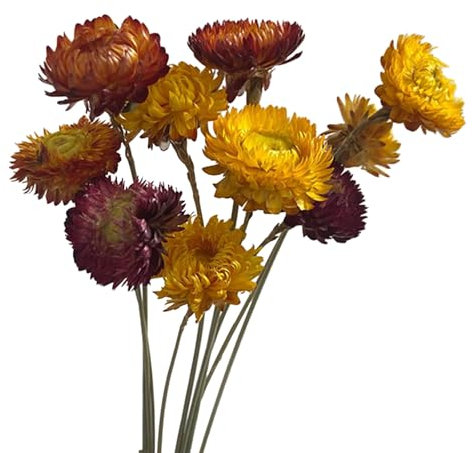 10 fiori secchi naturali da 50 cm, per la disposizione dei vasi, decorazione per matrimoni, feste, centrotavola