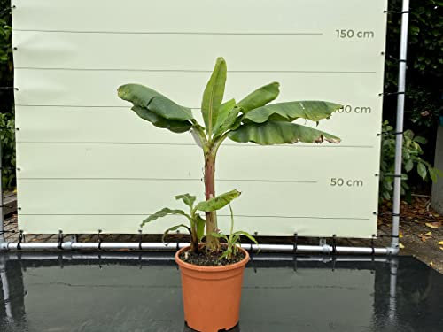 Tropictrees - Banana - MUSA DWARF CAVENDISH - 150cm - A+
