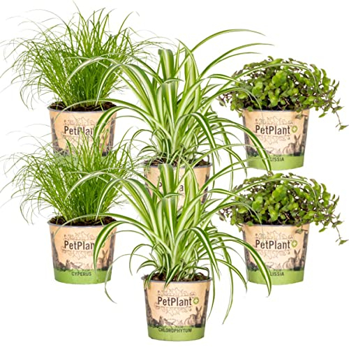 Bloomique - 6er-Set - Haustierfreundliche Pflanzen - Chlorophytum, Cyperus, Callisia - Zimmerpflanzen - 20-30 cm Hoch - Topf 12 cm