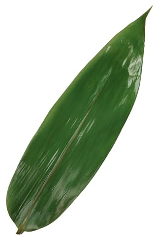 Rainlily Wen Lot de 50 feuilles de bambou fraîches - Substituts de feuilles de bananier - Substituts de feuilles de Ti pour la cuisson des sushis sous vide - Feuilles de bambou - Décoration