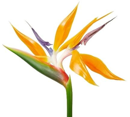 Strelitzia Reginae: Planta Natural de Ave del Paraíso para el Exterior de tu Hogar