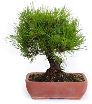 KENTIS - Bonsai Pinus Densiflora - Japanischer Rotkiefer Bonsai - Echte Freilandpflanzen Made in Japan - Hoch 30-40 cm Keramiktopf Ø 25 cm