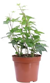 Pianta di Hedera Helix Jacobine o Edera verde pianta ornamentale da esterno Edera ricadente vera venduta da eGarden.store (Vaso 8 cm)