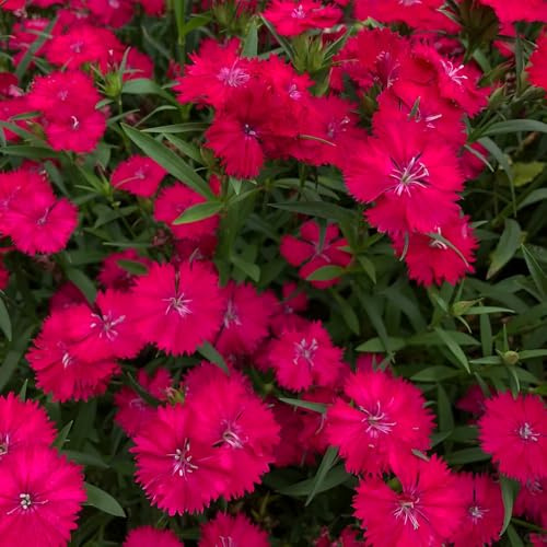 semi annuali di garofano dolce - Dianthus - balcone da giardino resistenti esotiche decorazione 50pcs