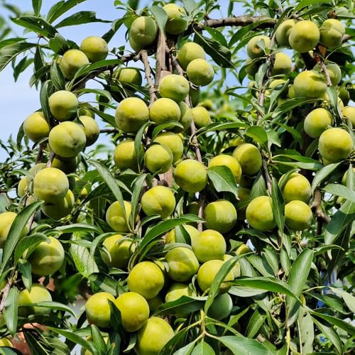 Pflaumenbaum, säulenobst balkonpflanzen säulenobstbäume exotische stauden winterhart mehrjährig obstgarten spalierobst steingartenpflanzen alte sorten obstbäume kaufen obstbaum 65Samen