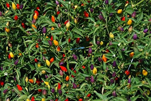 10 mezclas de semillas de pepe ornamentales semi de lujo - Una Miscela Giant Dei Tipi Più Popolari!