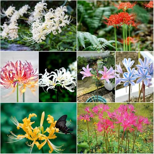 bulbos de lirio araña resistentes para el jardín bulbos primavera de balcón lirio araña techos verdes decorativas 10pcs