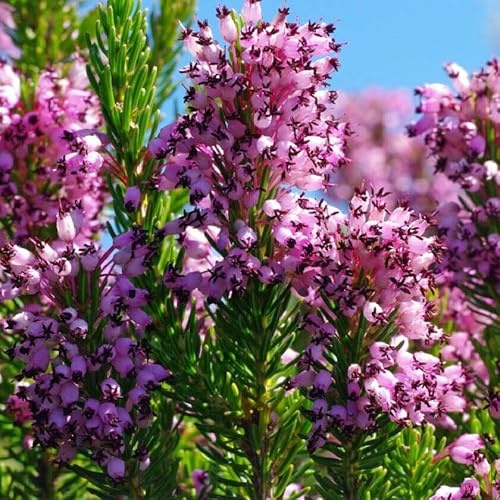 100 Seeds of Wild Heather, Erica Vagans, Erica Multiflora Seeds:packing seeds only