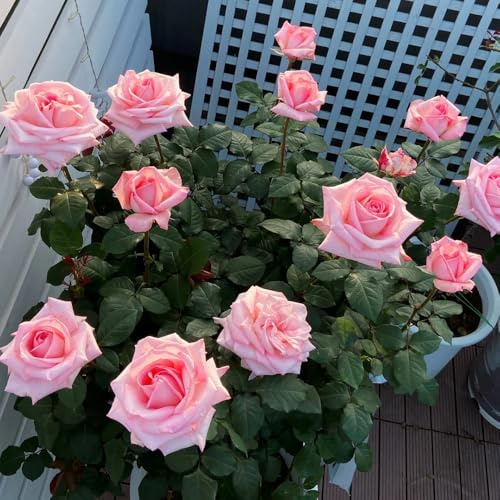 rosas trepadoras - rosal decorativas semillas balcón silvestres balcón prado silvestres, siembra otoño, perenne interior exóticas verano primavera 100pcs