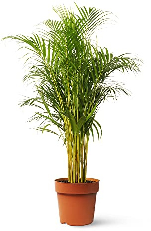 Areca - Planta Natural de Interior - Purificadora de Aire - April Plants - Altura: 80-90 cm