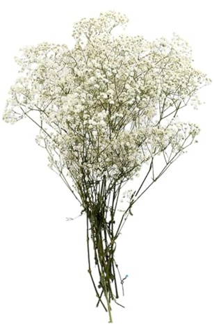 Ciieeo Elegante Ramo de Flores de Gypsophila Secas Decoración de Gypsophila Preservada Arreglo Creativo de Flores Preservadas Decoración Romántica Blanca para El Hogar
