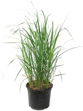 Plant in a Box - Calamagrostis Karl Foerster - Erba - Erba ornamentale - Misura vaso 23 cm - Altezza 40-60 cm