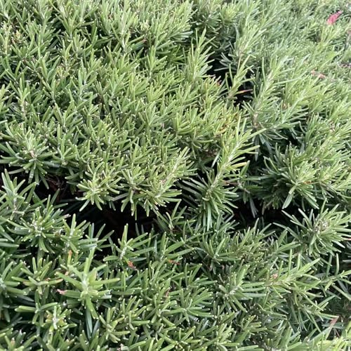 semillas de romero organicas jardín cama elevada de balcón que cubren el suelo. resistente perenne 200pcs