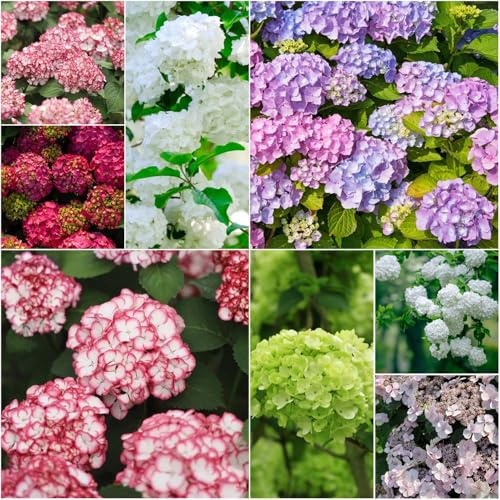 ortensia resistenti - semi perenni decorazione balconi semi - Serie Rara balcone interni ortensia giardino resistenti 120pcs