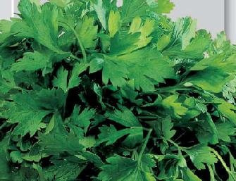 Parsley Napoli Gigante Petroselinum Hortense 1,000 Seeds