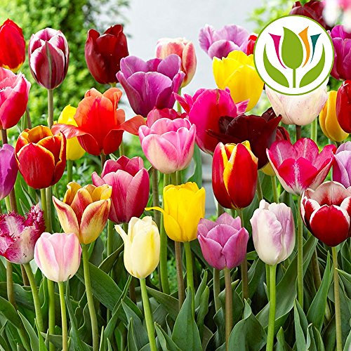 GardenersDream 50 x Mixed Tulip Bulbs - Long Stem Triumph Spring Flowering - Colourful Outdoor Plants for Gardens, Beds, Borders, and Containers - Easy to Grow Beautiful Garden Bulbs