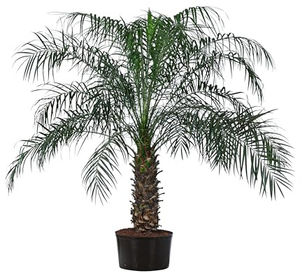Dehner Zwergdattelpalme, Phoenix roebelenii, in Hydrokultur, ca. 120 cm, Ø Topf 32 cm, Zimmerpalme