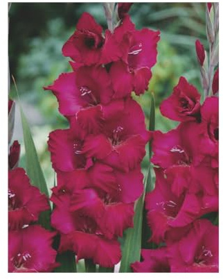 AGRONOM | GLADIOLOS - PLUM TART | Bulbos de flores perennes | Flores violetas | Cultivadas en jardines de flores y céspedes floridos | 5 bulbos
