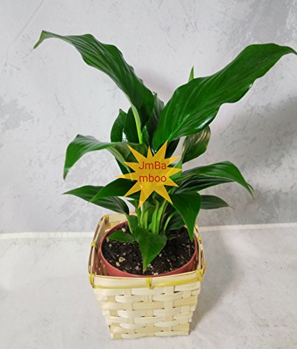 Peace Lily Plant - Spathyphyllium - square basket Great House Plant - 4 Pot