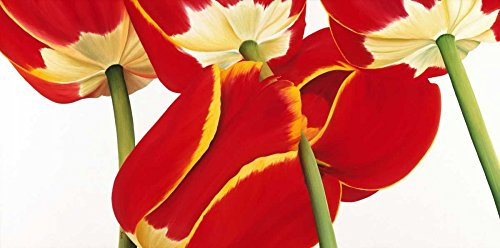 ART-PRINT-on-matt-paper-220gr- Dutch II Poelstra-Holzhaus Yvonne - Europäische horizontale Bild Tulpen Blumen Reihe neu modern rot weiß Kunstdruck 61_X_49_in