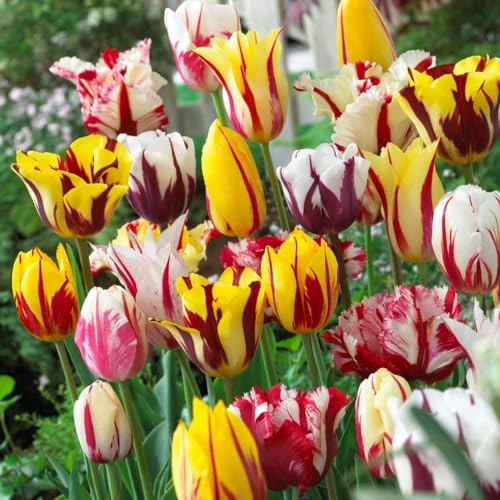 Bulbi Fiori Perenni da Esterno - 20 Bulbi Tulipani Collezione Rembrandt - Piante e fiori esclusivi dall'Olanda - per giardino, vasi e balcone (senza semi, non artificiali)
