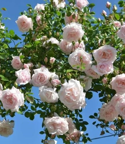 Climbing Rose 'New Dawn' in A 3 Litre Pot Pink Blooms, Fragrant
