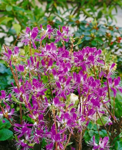 Rhododendron canadense 30-40 cm – Winterhart, Mehrjährig, Pflegeleicht – Kanadischer Rhododendron – Zierstrauch für Garten & Beet