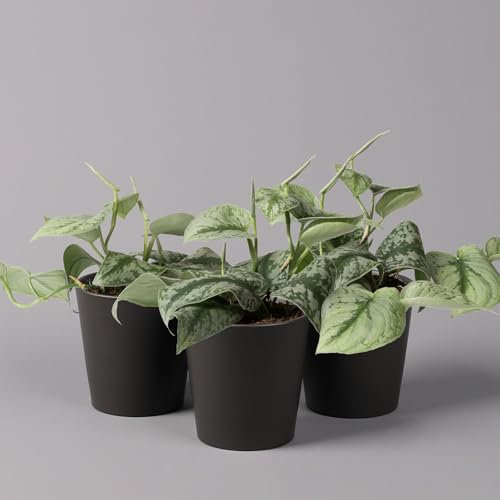 Gefleckte Efeutute 'Trebie' inkl. Keramiktopf anthrazit, Topf-Ø 12 cm, 2er-Set