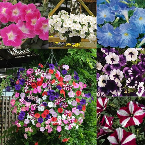 Mixrug 300+ Petunia Seeds for Planting-Wave Petunias Seeds-Mexican Petunia Seed Non-GMO Heirloom for Plant Garden Home