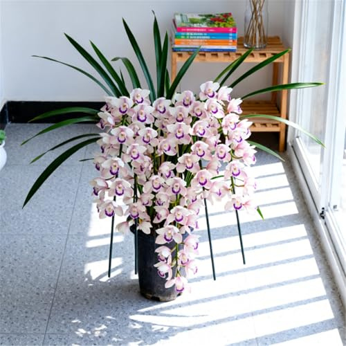 Orchidea Cymbidium terapeutica - Foglie verde smeraldo - Profumo rilassante - Allevia lo stress-5 PCS-B