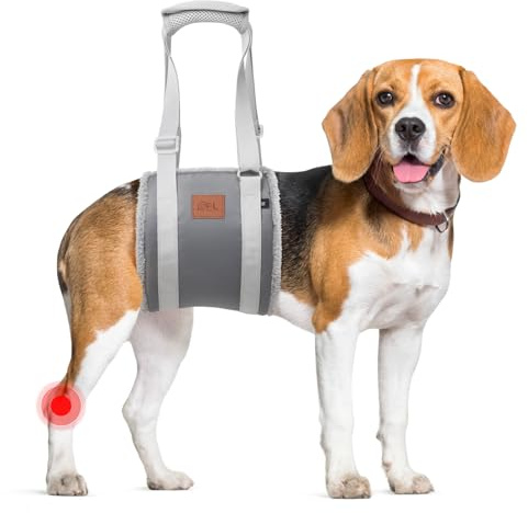 Aide au transport pour chien