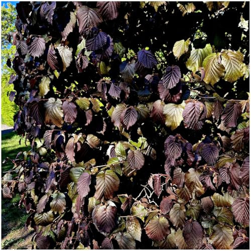 Hazel 'Red Zellernut' Tree, 2-3ft Tall in 2L Pot, Grow Big Tasty Hazelnuts 3fatpigs®