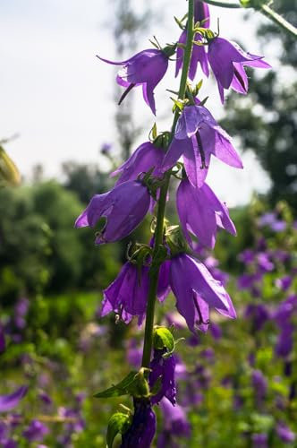 RP Seeds Campanula latifolia (Giant Bellflower) - 100 Seeds. Native British Wildflower.