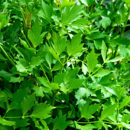 semillas de apio - para camas elevadas de balcón resistentes perennes, para jardín para los amantes 300pcs