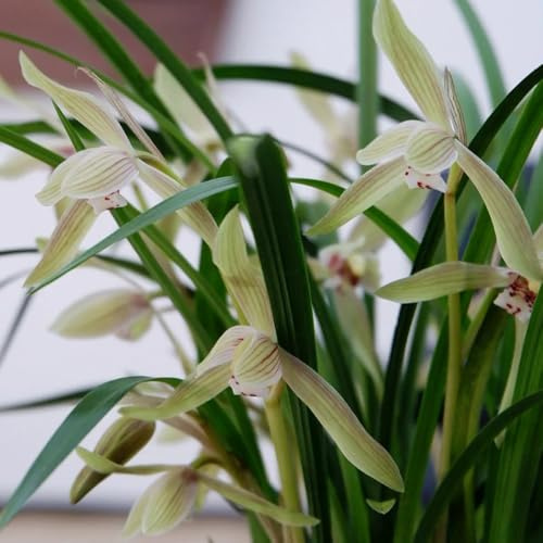 semillas de orquídeas raras, balcón variedades antiguas de interior 800pcs