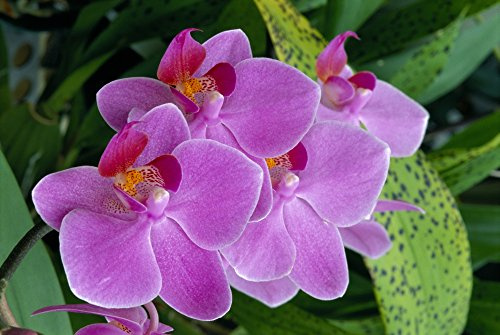 Bunch Of Lavender Colored Orchids On Plant Outdoors Poster Print (38 x 24)