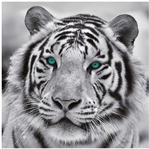 Keilrahmenbild Wandbild Dekobild RIVO 25 | Tiger | 35x35 cm
