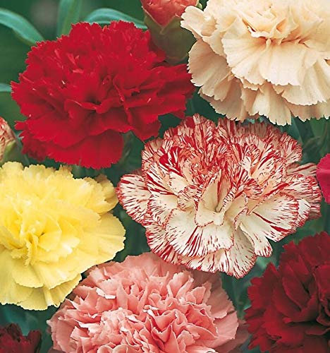 150 Seeds of Flower Carnation Choice Double Mixed