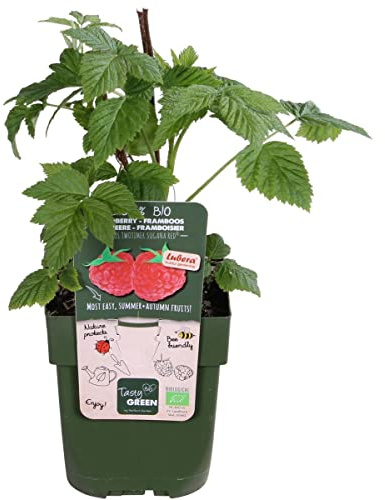 Frambuesa Planta Viva para Cultivar Frutos del Bosque en Casa