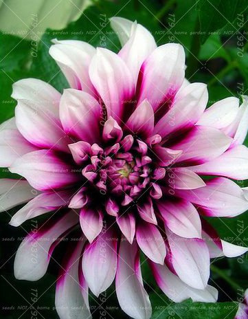 50 pezzi Rari semi dalia Semi cinesi fleur magnifique balcone terrasse de jardin pour la maison jardin 3
