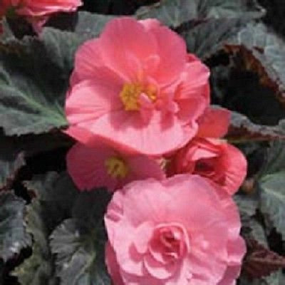 15 Seeds Nonstop Pink Begonia The Seeds pellets: Only Seeds