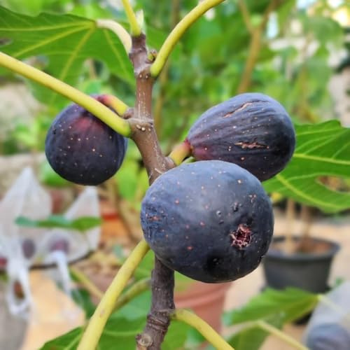 feigenbaum dekopflanzen pflanztöpfe zwergobstbäume spalierobst exotische zimmerpflanzen kräutergarten obstsamen säulenobst zimmerbonsai bonsai robuste balkonpflanzen winterhart 300samen