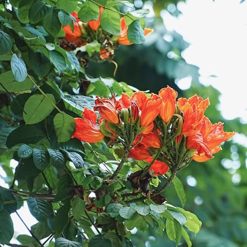 comprar un tulipán de interior purificadoras de aire Spathodea campanulata Decoración resistentes en macetas jardín perennes resistentes inusuales trepadoras 100semillas